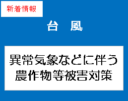 台風対策