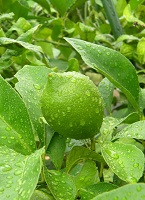 ②雨滴の付いたレモン