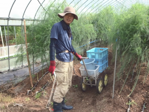 アスパラガス収穫作業の様子