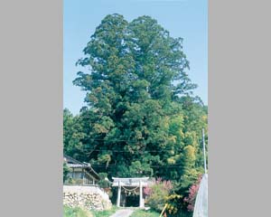 蘇羅彦神社のスギ
