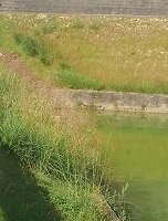 ①貯水池法面のススキ