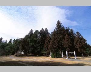 本宮八幡神社の社叢