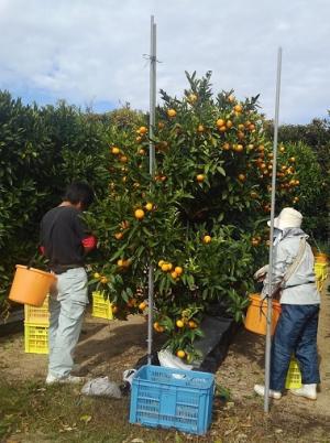 主幹形の「石地」の収穫