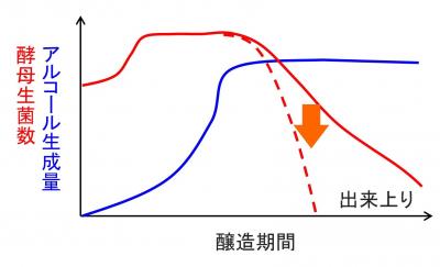 味噌醸造におけるアルコール生成量と酵母生菌数の推移（模式図）