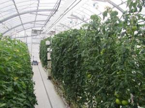 トマト栽培の様子
