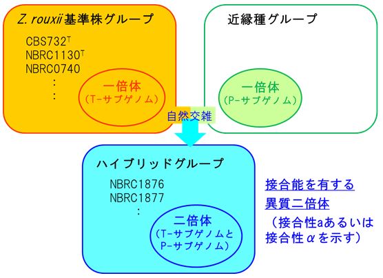 基準株とハイブリッドグループの関係図