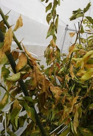 レモン幼木（１年生枝の葉）の寒波被害