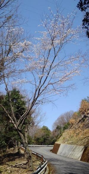 登坂道路沿いで早咲きの桜
