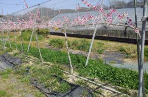 ジョイント仕立てのモモ「さくひめ」の開花