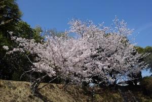 桜の開花の様子