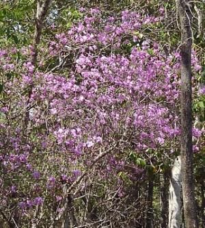 ツツジの開花の様子