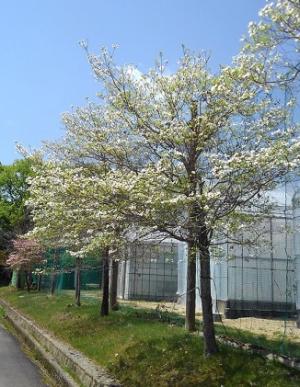 ハナミズキ開花樹