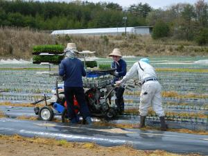 移植機を用いて定植を行う様子