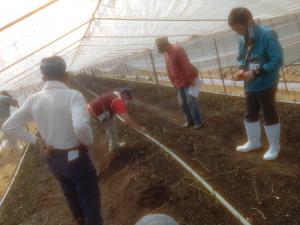 ほ場での立茎作業確認