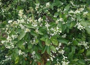 温州ミカンの開花状況