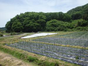 ほ場の様子