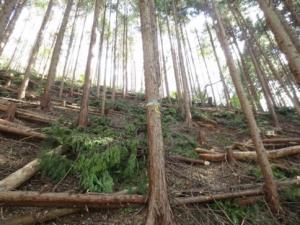 手入れ不足人工林の間伐　整備後