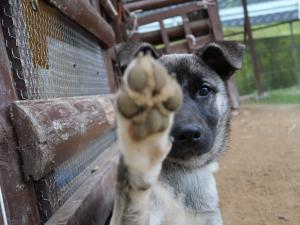 子犬