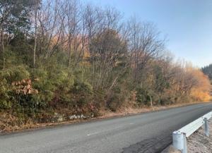 道路沿いの里山林整備 整備前