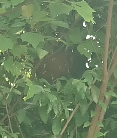 暴風樹内にできたスズメバチの巣