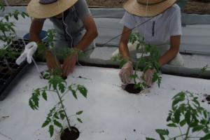 トマトを植えている様子