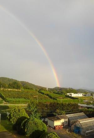 果樹研究部の東の空に架かる虹