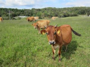 放牧中のジャージー牛
