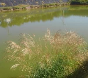 貯水池の法面のススキ