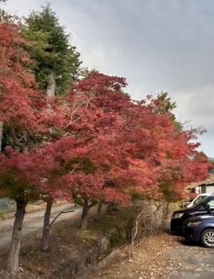 西側駐車場のモミジ