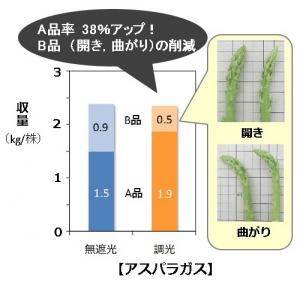 収量と果実品質について（アスパラガス）