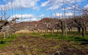 既に剪定が進みつつある世羅大豊農園