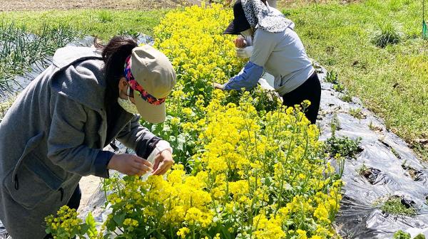 菜の花 Salad Salt