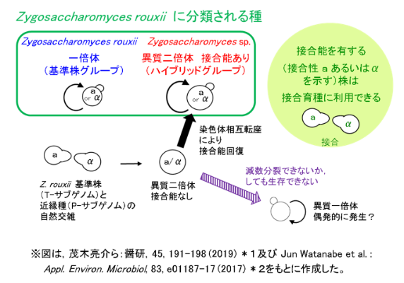 Zygosaccharomyces rouxiiについて