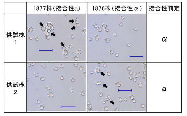 図２接合性判定例