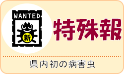 特殊報（県内初の病害虫）