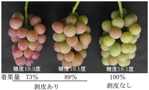 着果量の軽減