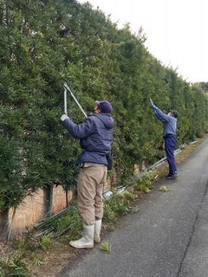 地面からの刈り込み