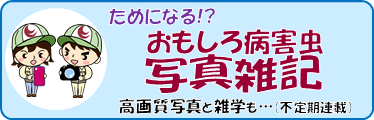 ウェブブック　おもしろ病害虫「写真雑記」高画質写真と雑学も…（不定期連載）