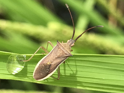 ホソハリカメ