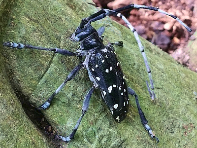 写真（ゴマダラカミキリ（成虫））