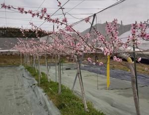 ｼﾞｮｲﾝﾄ仕立てのﾓﾓ「さくひめ」の開花状況