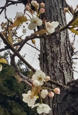 ﾏﾒﾅｼの開花状況