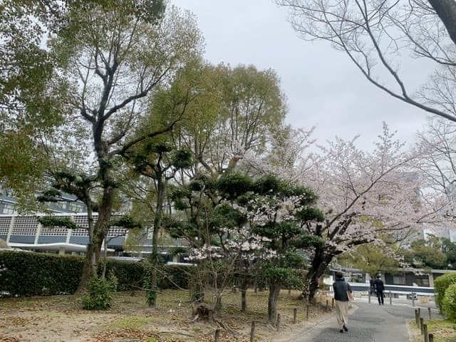 県庁の桜