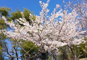 果樹研究部敷地内にある満開の桜