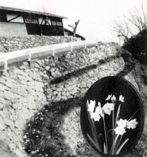 谷沿いの石垣に植えられた水仙