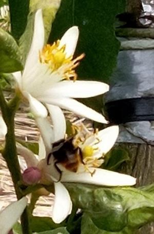 レモンの花とトマルハナバチ