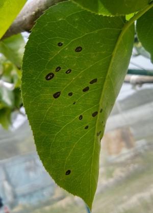 ナシの葉に発生した褐色小斑点