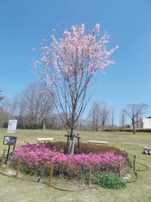 みよし公園の桜（マイヒメ）