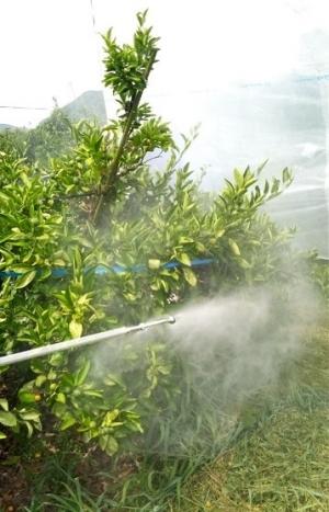 温州ミカン樹への農薬散布
