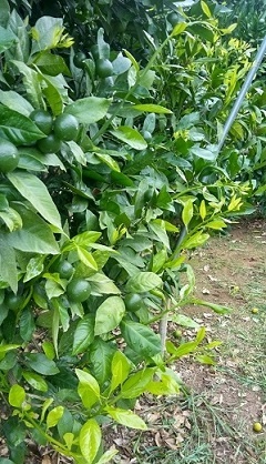 温州ミカン樹で伸長してきた夏枝